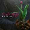 KAPELA & BILOBROV - Я тобі подарую